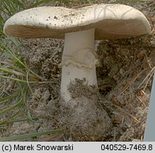 Agaricus arvensis (pieczarka biaława)