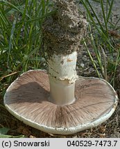 Agaricus arvensis (pieczarka biaława)