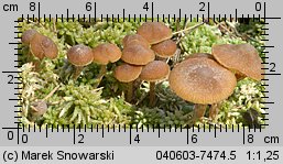 Galerina paludosa (hełmówka błotna)