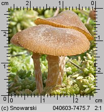 Galerina paludosa (hełmówka błotna)