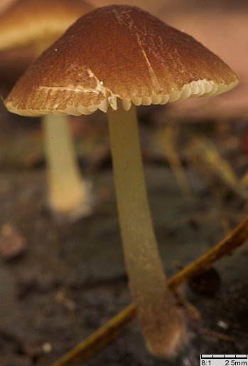 Pluteus podospileus f. minutissimus