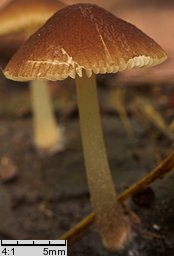 Pluteus podospileus f. minutissimus