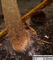 Pluteus podospileus f. minutissimus