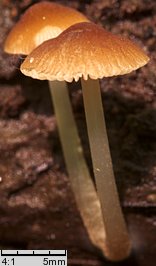 Pluteus podospileus f. minutissimus