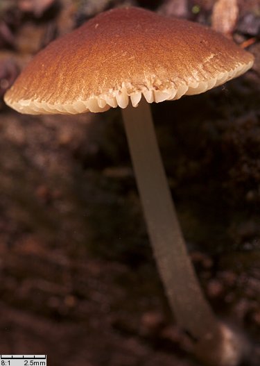 Pluteus podospileus f. minutissimus