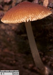 Pluteus podospileus f. minutissimus