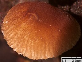 Pluteus podospileus f. minutissimus