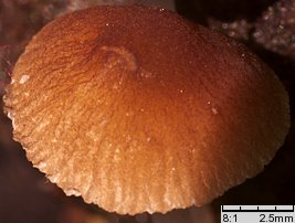 Pluteus podospileus f. minutissimus