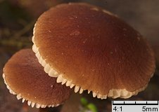 Pluteus podospileus f. minutissimus