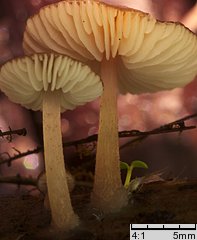 Pluteus podospileus f. minutissimus