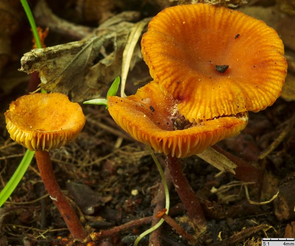 Lactarius omphaliformis (mleczaj pępówkowy)