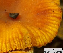 Lactarius omphaliformis (mleczaj pępówkowy)