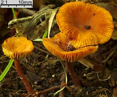 Lactarius omphaliformis (mleczaj pępówkowy)