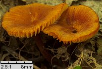 Lactarius omphaliformis (mleczaj pępówkowy)