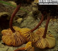 Lactarius omphaliformis (mleczaj pępówkowy)