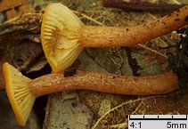 Lactarius omphaliformis (mleczaj pępówkowy)