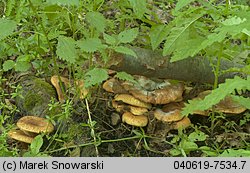 Paxillus rubicundulus (krowiak olszowy)