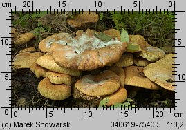 Paxillus rubicundulus (krowiak olszowy)