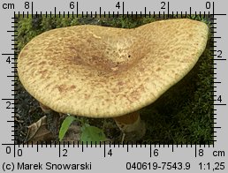 Paxillus rubicundulus (krowiak olszowy)