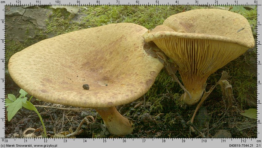 Paxillus rubicundulus (krowiak olszowy)