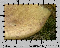 Paxillus rubicundulus (krowiak olszowy)