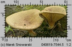 Paxillus rubicundulus (krowiak olszowy)