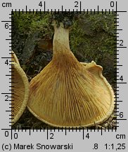 Paxillus rubicundulus (krowiak olszowy)