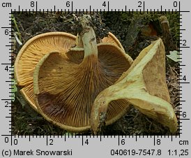 Paxillus rubicundulus (krowiak olszowy)