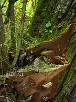 Fuscoporia torulosa (rdzawoporka kosmata)