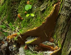 Fuscoporia torulosa (rdzawoporka kosmata)