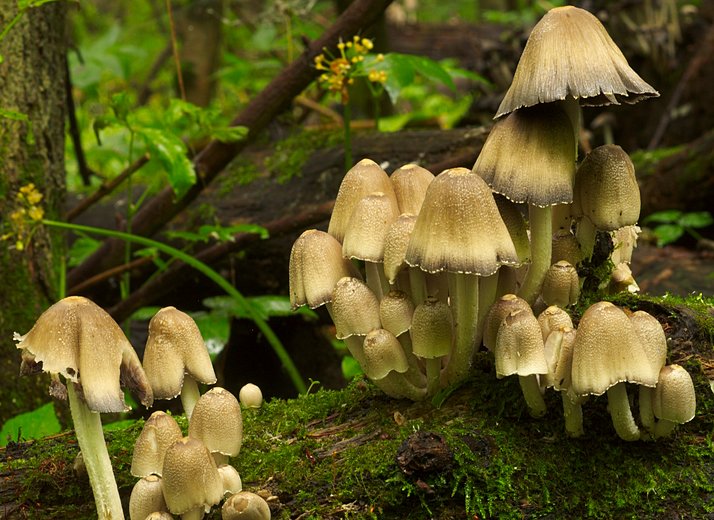 Coprinopsis strossmayeri