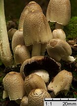 Coprinopsis strossmayeri