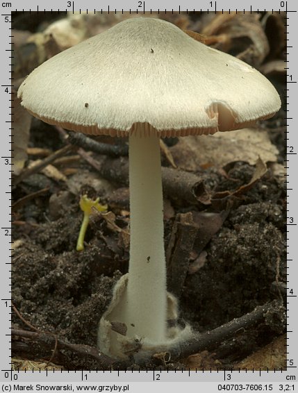 Volvariella murinella (pochwiak myszaty)