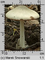 Volvariella murinella (pochwiak myszaty)