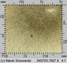 Volvariella murinella (pochwiak myszaty)