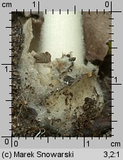 Volvariella murinella (pochwiak myszaty)