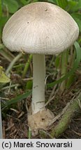 Unidentified-Agaricus-etc (niezidentyfikowane)