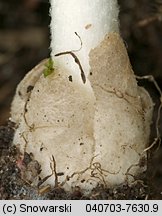 Unidentified-Agaricus-etc (niezidentyfikowane)