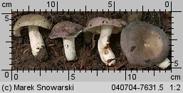 Unidentified-Russula