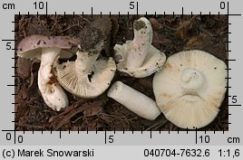 Unidentified-Russula