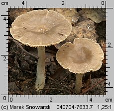 Unidentified-Entoloma