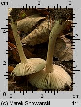 Unidentified-Entoloma