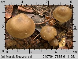 Unidentified-Entoloma