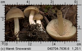 Unidentified-Entoloma