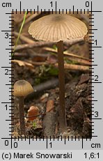 Unidentified-Entoloma