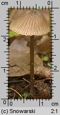 Unidentified-Entoloma