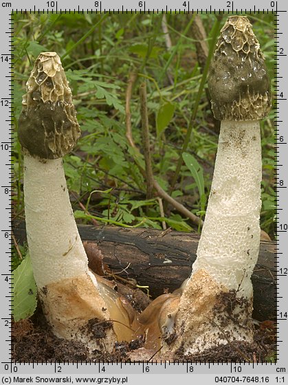 Phallus impudicus (sromotnik smrodliwy)