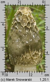 Phallus impudicus (sromotnik smrodliwy)