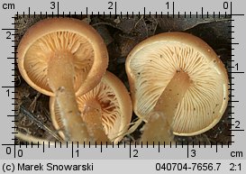 Gymnopus ocior (łysostopek bursztynowy)