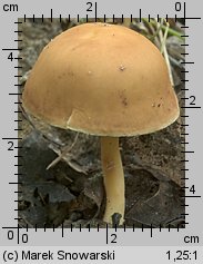 Gymnopus ocior (łysostopek bursztynowy)